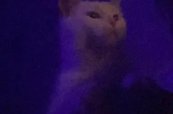 Белая кошка найдена на Коммунистической, 178