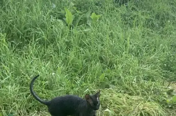 Кошки потеряшки, Ногинск, фото: Потеряшка кошка, Ногинск, 1-я Заводская, 3А