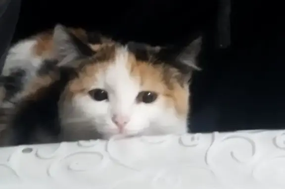 Объявления о пропавших и найденных животных, Белорецк, фото: Пропала кошка, Челябинская ул., 11