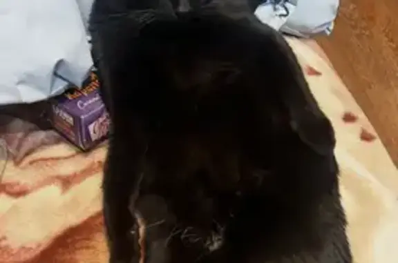 Пропала черная кошка, ул. Маяковского 32/5