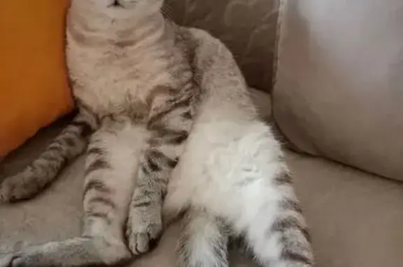 Пропала кошка, ул. Ленина 12, Сегежа