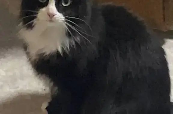 Пропала кошка, ул. Русанова 14, Арх.