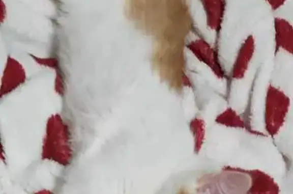 Кошки потеряшки, Черкизово, фото: Потеряшка кошка, Пушкинская ул. 18, Черкизово