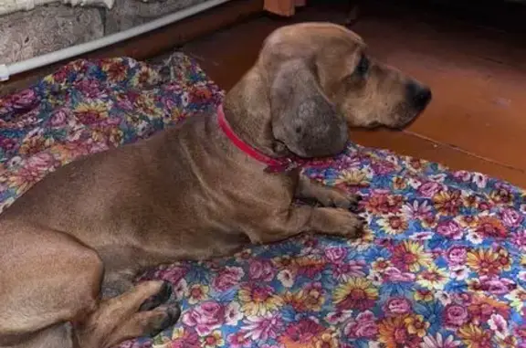 Найдена собака, Клинцы, фото: Такса найдена на ул. Мира, 57А, Клинцы