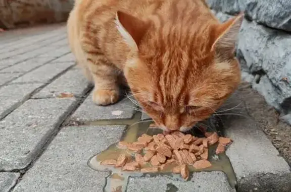 Найдена кошка, Саранск, фото: Кошка найдена: пр. 60 лет Октября, Саранск