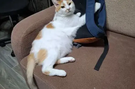 Пропала кошка, ул. Пугачёва 9, Киров