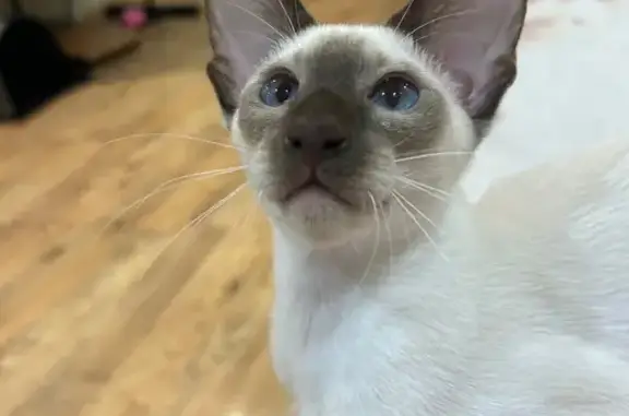 Кошки потеряшки, Кострома, фото: Потеряшка котенок, Рабочий пр., 34, Кострома