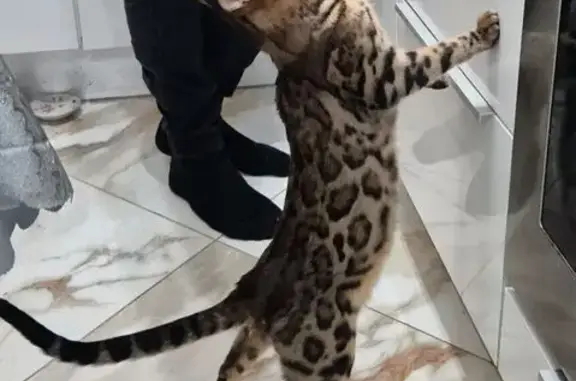 Кошки потеряшки, Калининград, фото: Потеряшка кошка, Комсомольская 79, Клг.