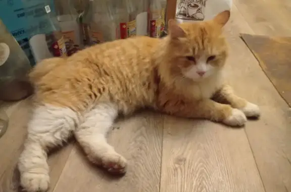 Найдена кошка, Москва, фото: Кошка найдена на проспекте Андропова, Москва