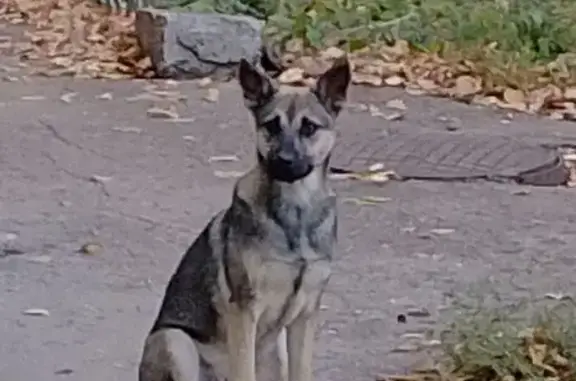 Собаки потеряшки, Самара, фото: Потеряшка собака, Воронежская 9, Самара