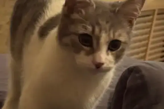 Кошки потеряшки, Ростов-на-Дону, фото: Потеряшка кошка, ул. Радищева, Ростов-на-Дону