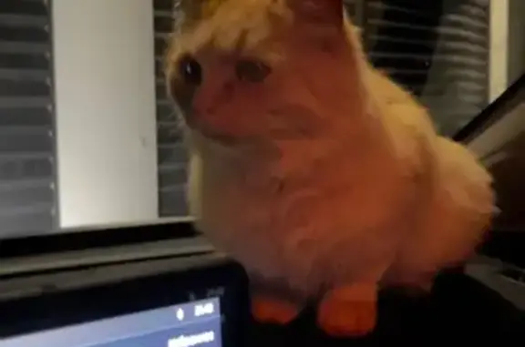 Найдена кошка, Ростов-на-Дону, фото: Найдена кошка на Щепкинском шоссе, Ростов-на-Дону