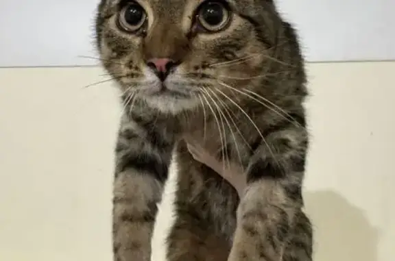 Кошка найдена: Гороховая 46, СПб