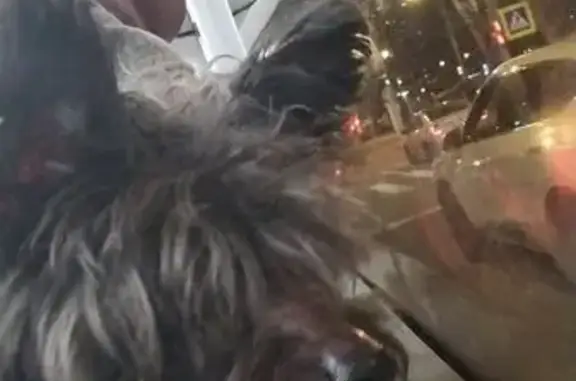 Собака найдена: 1-я Красноармейская, 2/23Б