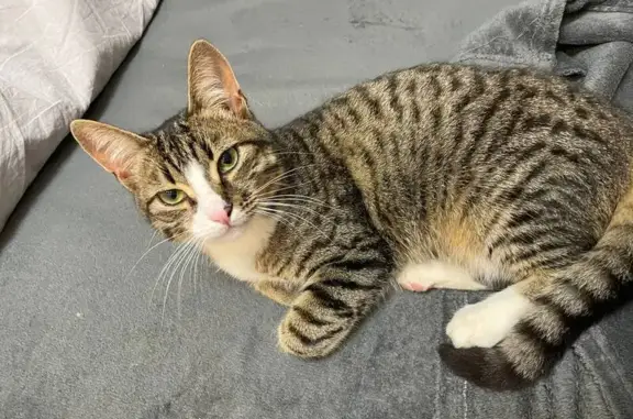 Найдена кошка, Йошкар-Ола, фото: Кошка найдена: бульвар Данилова, 10