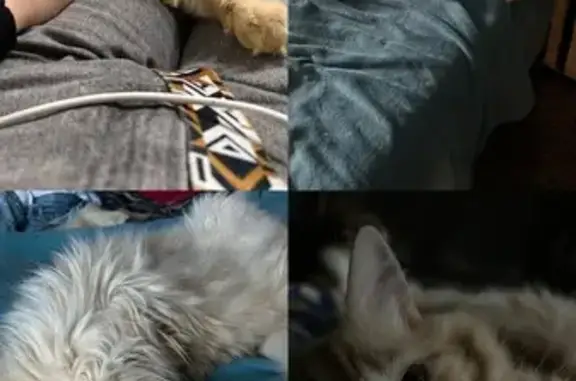 Пропала кошка, ул. Газовиков, 33, Тюмень