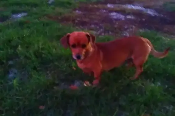 Найдена собака, Саук-Дере, фото: Собака найдена на Заводской улице, Саук-Дере