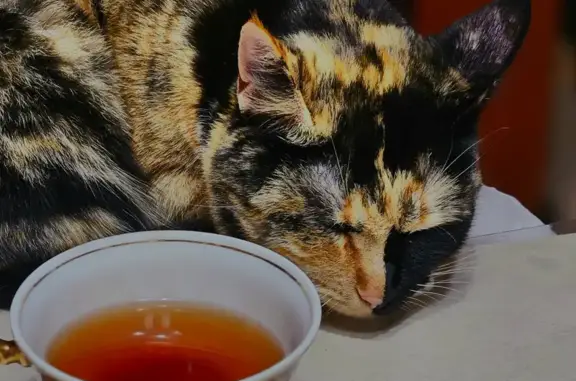 Потерянные животные Владимир, фото: Пропала кошка, ул. Растопчина, 27, Владимир