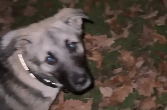 Собака найдена: ул. Сарабеева, Краснодар