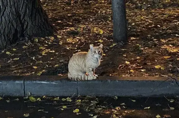 Кошка найдена: 1-й Саратовский проезд, Москва