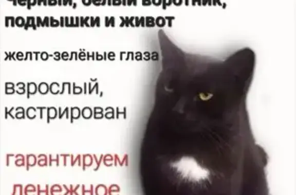 Кошки потеряшки, Калининградская область, фото: Потеряшка чёрный кот, ул. Звёздная, Чайка