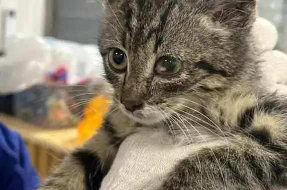 Кошка найдена на ул. Лаврики, 113