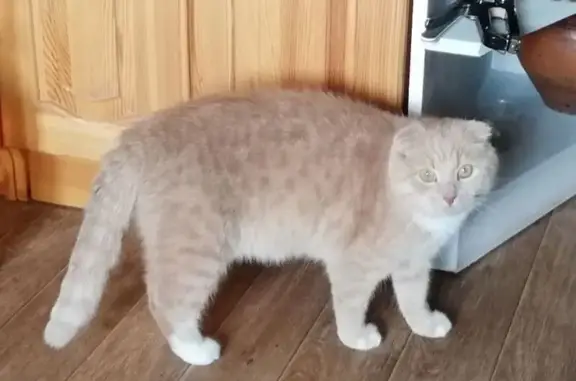 Пропала кошка, Воейковское шоссе, 42