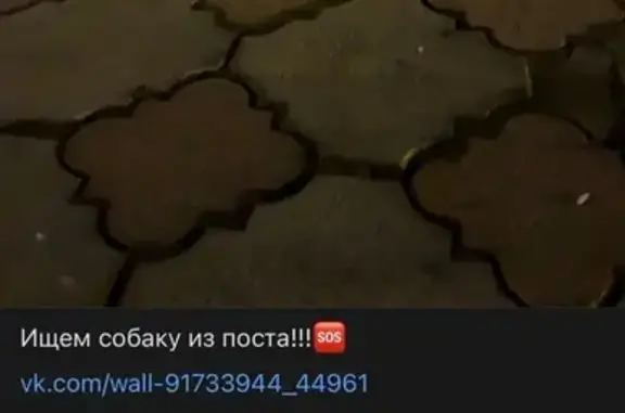 Пропала собака, Сибирская ул. 111Б, Томск