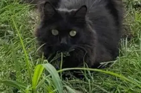 Пропала чёрная кошка, 202, Хабаровск