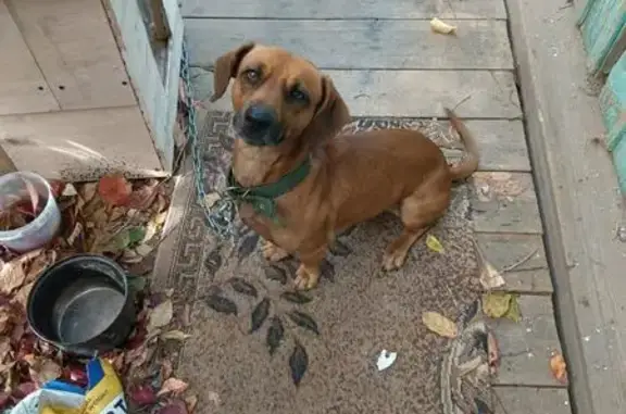 Найдена собака, Приморский край, фото: Собака найдена в Золотой Долине, Приморье