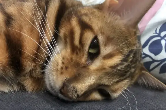 Пропала кошка, Кувинская ул. 35, Пермь