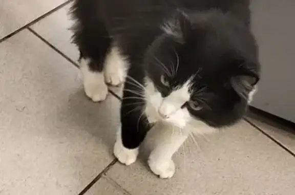 Найдена кошка, Владимирская область, фото: Кошка найдена: Владимир, Владимирская обл.