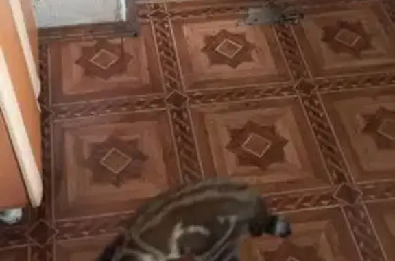 Кошки потеряшки, Красноярск, фото: Потеряшка кошка, ул. Лихачёва, Красноярск