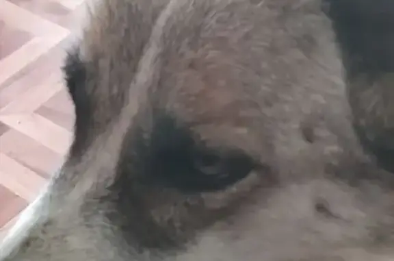 Пропала собака Ника, 29, Мегрега