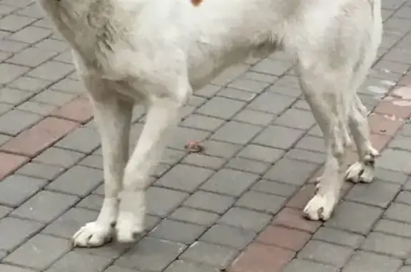 Собака найдена: Чернышевского, 70, Крск.