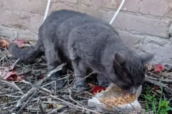 Найдена кошка, Ейск, фото: Найдена кошка, ул. Мира 130/1, Ейск