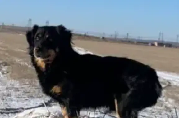 Собаки потеряшки, Челябинск, фото: Потеряшка собака на 2-й Индивидуальной, Челябинск