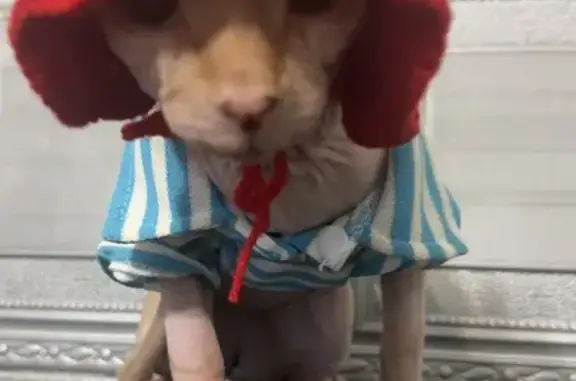 Пропал котик, ул. Панова, 58, Феодосия