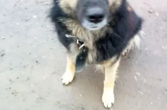 Найдена собака, , фото: Собака найдена: Ивановская ул., 17, Старые Кены