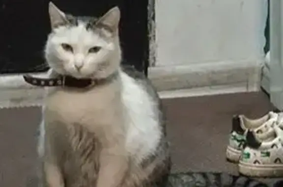 Кошки потеряшки, Новокузнецк, фото: Потеряшка кошка, Депутатская 5А, Новокузнецк