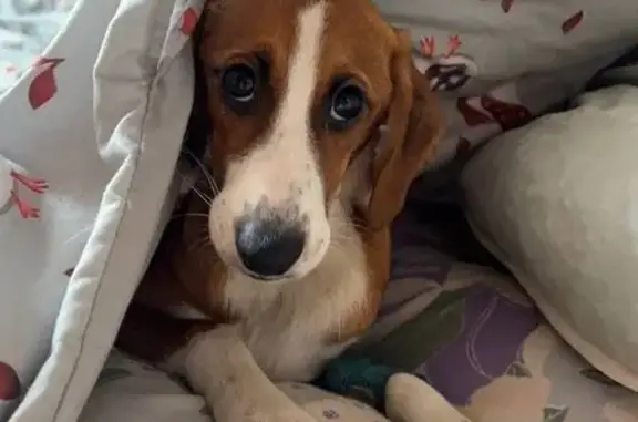 Пропала собака Боня, Иркутск, Кировская 55