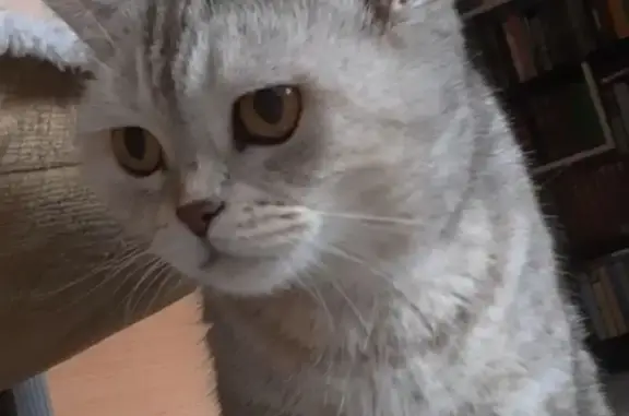 Кошки потеряшки, Новосибирск, фото: Потеряшка кошка, Чигорина 14, Новосибирск