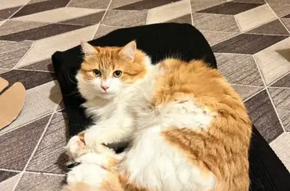 Пропала кошка, Гражданский пр. 83 к3