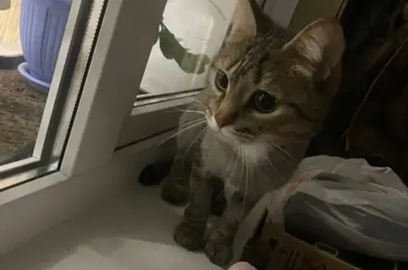 Найдена кошка, Южноуральск, фото: Кошка найдена: ул. Яблочкова, 23, Южноуральск