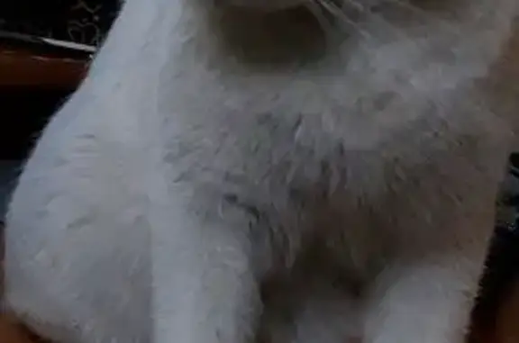 Кошки потеряшки, Усолье-Сибирское, фото: Потеряшка кошка, ул. Суворова 6, Усолье