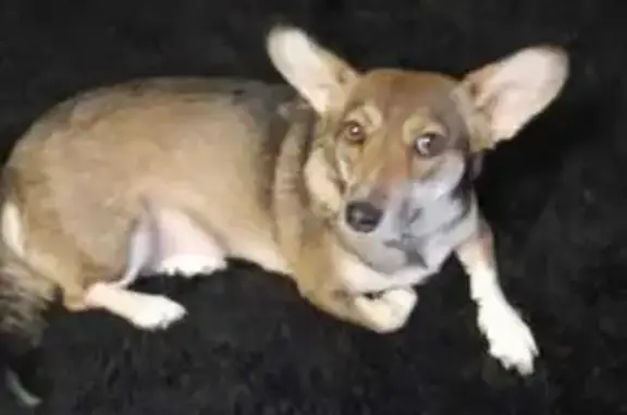 Собаки потеряшки, Екатеринбург, фото: Потеряшка собака, ул. Черепанова 4А, Екб