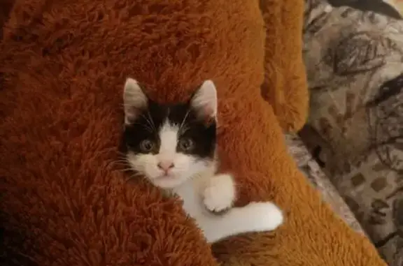 Кошки потеряшки, Белорецк, фото: Потеряшка кошка, Челябинская 11, Белорецк