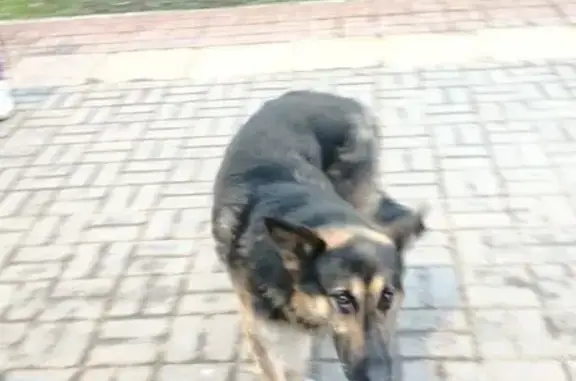 Пропала собака, Бутурлино, МО