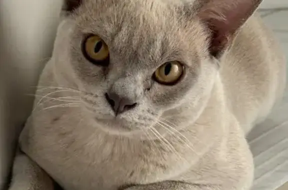 Пропала кошка, Внуково, ул. Состояние 57