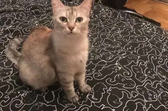 Кошки потеряшки, Краснодар, фото: Потеряшка кошка, Рашпилевская 53, Краснодар